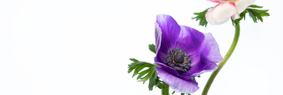 Two anemone flowers photographed against a plain white background