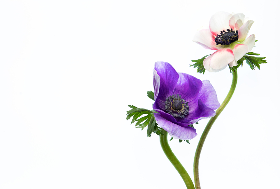 Two anemone flowers photographed against a plain white background